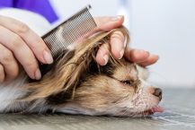 Les accessoires pratiques pour votre tondeuse électrique pour chien