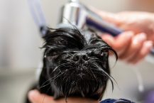 Les avantages d&rsquo;une tondeuse électrique pour chiens par rapport à une tondeuse manuelle
