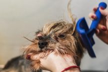 Comment tondre votre chien avec une tondeuse électrique pour chien sans le blesser